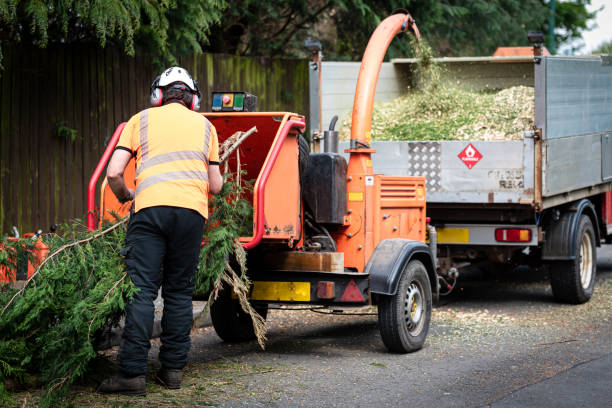 Best Tree Removal Near Me  in Mountain Home, AR